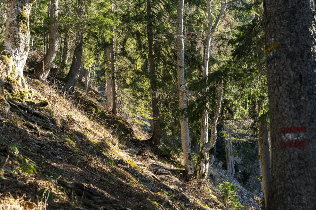 Weniger Meter folgt man dem Südlichen Grafensteig