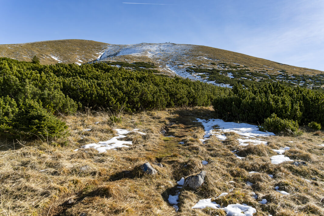 Im oberen Bereich weicht der Wald den Latschen; der Gipfel ist bereits in Sichtweite