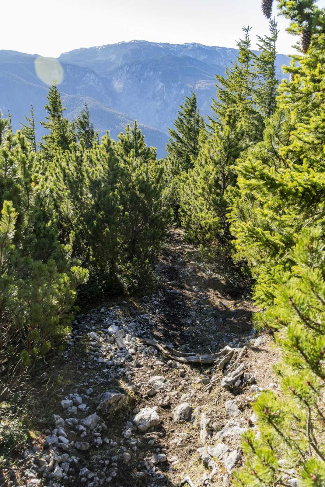 Auch hier wandert man wieder durch die obligatorische Latschenzone