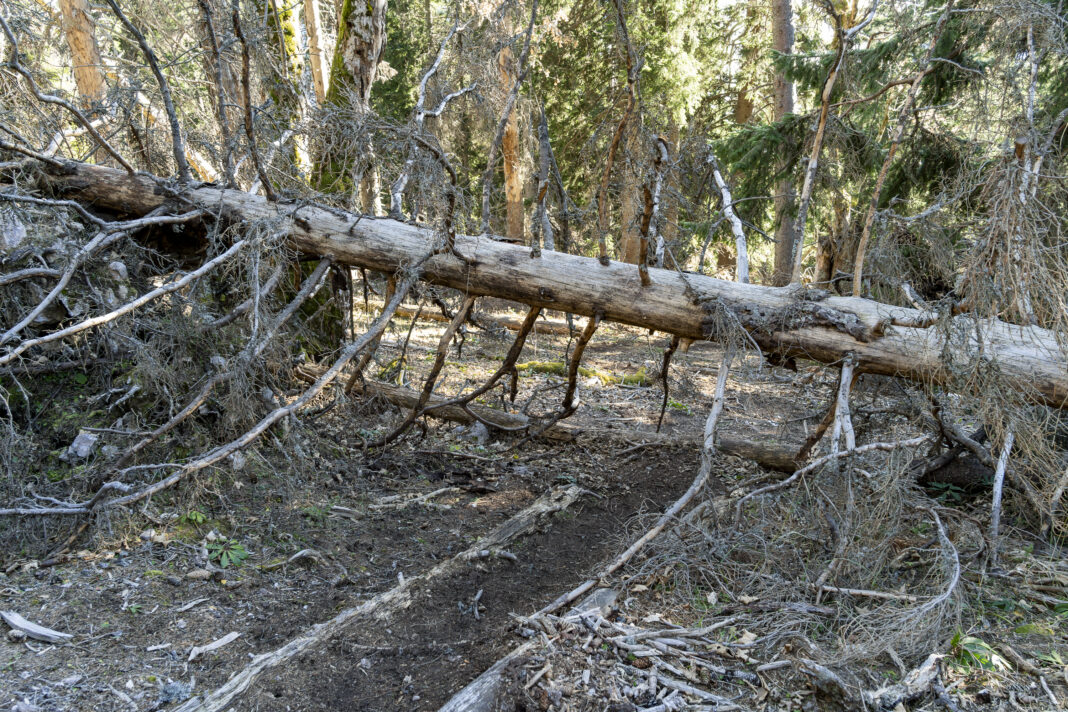 Markanter Wegpunkt am unmarkierten Steig zur Märchenwiese