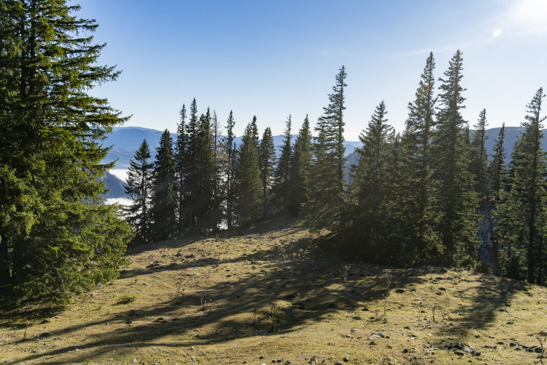 Die Märchenwiese am Schneeberg