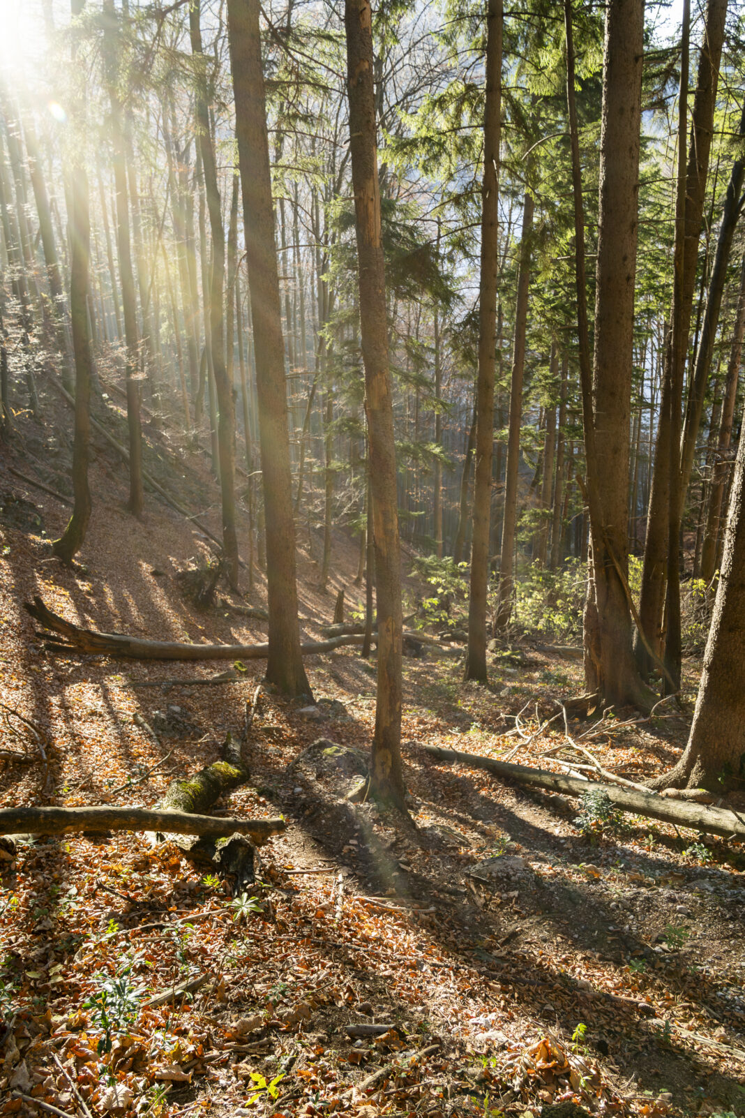 Teilweise wartet man hier im Herbst knietief durchs Laub