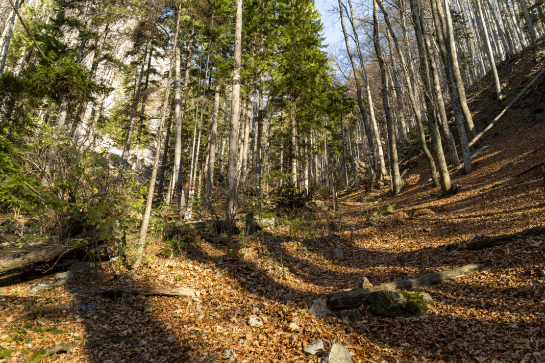 Ein letzter Blick zurück in den oberen Teil des Stadelwandgrabens