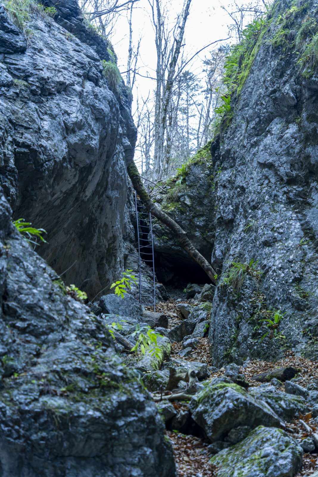Leiter in der Weichtalklamm