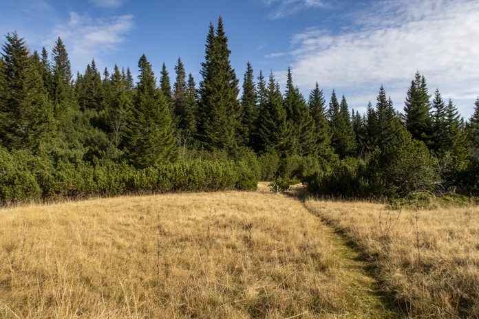 Leichtes Gehgelände im oberen Bereich des Rudolfsteigs